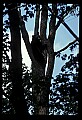 10010-00043-Black Bear.jpg