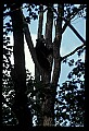 10010-00044-Black Bear.jpg