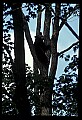 10010-00045-Black Bear.jpg