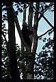 10010-00046-Black Bear.jpg