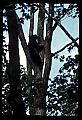 10010-00047-Black Bear.jpg