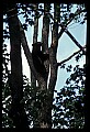 10010-00048-Black Bear.jpg