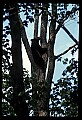 10010-00049-Black Bear.jpg