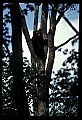 10010-00051-Black Bear.jpg