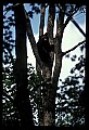 10010-00052-Black Bear.jpg