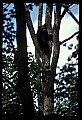 10010-00053-Black Bear.jpg