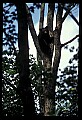 10010-00054-Black Bear.jpg