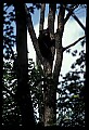 10010-00055-Black Bear.jpg