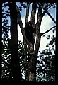 10010-00056-Black Bear.jpg