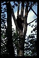 10010-00058-Black Bear.jpg