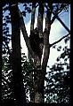 10010-00059-Black Bear.jpg