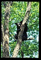 10010-00060-Black Bear.jpg