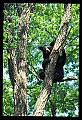 10010-00061-Black Bear.jpg