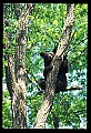 10010-00062-Black Bear.jpg