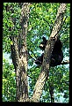 10010-00064-Black Bear.jpg
