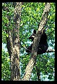 10010-00065-Black Bear.jpg