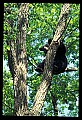 10010-00066-Black Bear.jpg