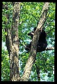 10010-00067-Black Bear.jpg
