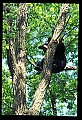 10010-00068-Black Bear.jpg