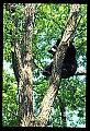 10010-00069-Black Bear.jpg