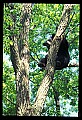 10010-00071-Black Bear.jpg