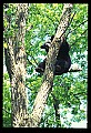 10010-00072-Black Bear.jpg