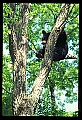 10010-00073-Black Bear.jpg