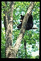 10010-00074-Black Bear.jpg