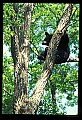 10010-00075-Black Bear.jpg