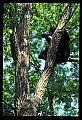 10010-00076-Black Bear.jpg