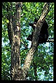 10010-00077-Black Bear.jpg