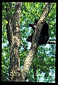 10010-00078-Black Bear.jpg
