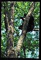 10010-00079-Black Bear.jpg