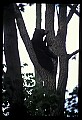 10010-00081-Black Bear.jpg