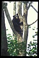 10010-00082-Black Bear.jpg