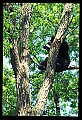 10010-00083-Black Bear.jpg