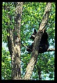 10010-00084-Black Bear.jpg