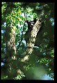 10010-00085-Black Bear.jpg
