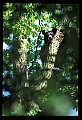 10010-00086-Black Bear.jpg