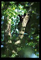 10010-00087-Black Bear.jpg