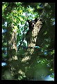 10010-00088-Black Bear.jpg