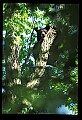 10010-00089-Black Bear.jpg