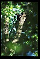 10010-00090-Black Bear.jpg