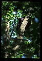 10010-00091-Black Bear.jpg