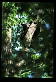 10010-00092-Black Bear.jpg