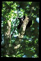 10010-00094-Black Bear.jpg