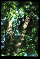 10010-00095-Black Bear.jpg