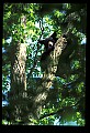 10010-00096-Black Bear.jpg