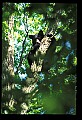 10010-00097-Black Bear.jpg