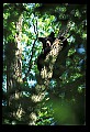 10010-00098-Black Bear.jpg